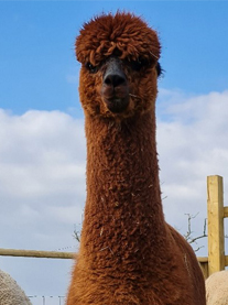 ALPACA_0000_kenco