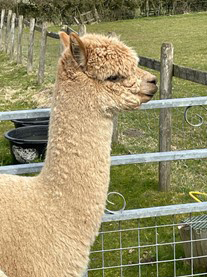 ALPACA_0001_Chase