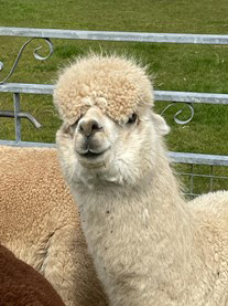 ALPACA_0003_Wallace