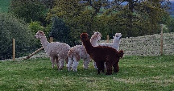 alpacas